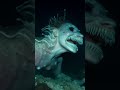 Deep Sea Mermaid Spotted in Mariana Trench π