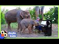 Elephants Ask Rescuer To Play Piano For Them | Animal Videos | Dodo Kids