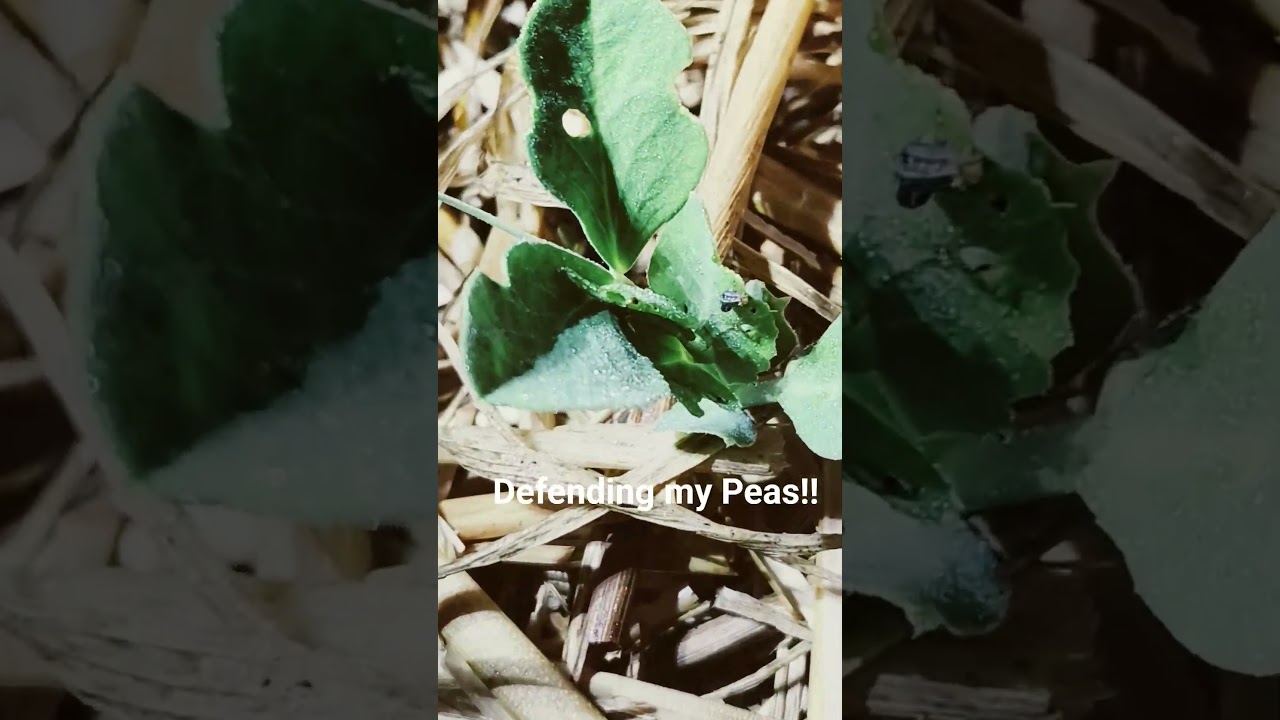 Caterpillar worms on my peas! Squish!