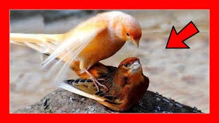 Kanaryalar Nasıl Ağda Yapılır % 100 Çalışır Kanaryaları Üremek Için Ağda Yapmanın 3 Anahtarı