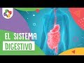El sistema digestivo - Educatina