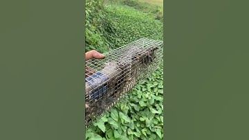 Vị trí bẫy đc rắn nhiều vô số. Cách đặt bẫy rắn mùa lạnh #rắnđộc #bắtrắn #maohiem