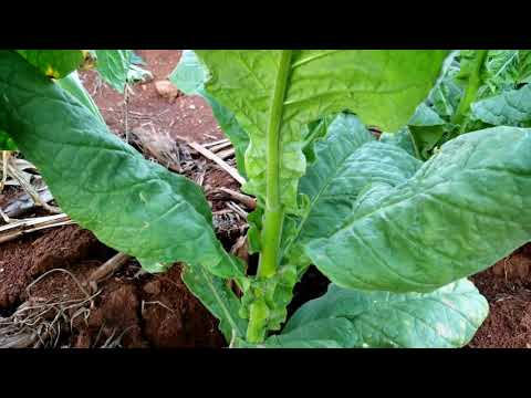 Vídeo: Sabão De Tabaco: Instruções De Uso Contra Pragas E Doenças. Como é Usado Na Horticultura Para Repolho, Pepino E Outras Culturas?