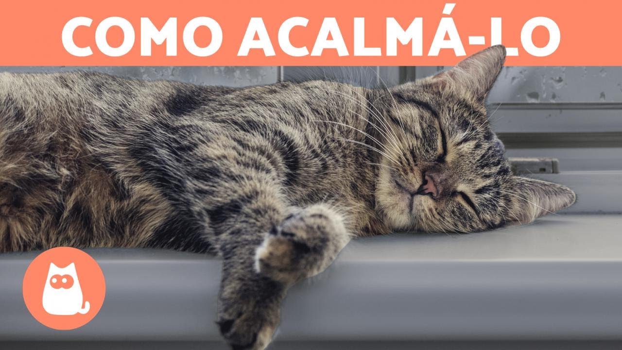 Como acalmar um GATO HIPERATIVO