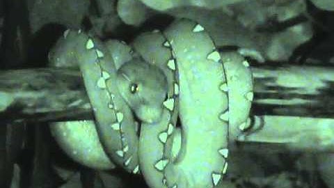 Green Tree Python Caudal Luring - 12mth old