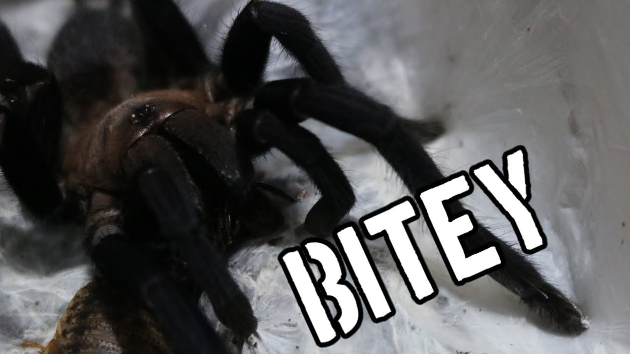 The TOP 3 most BITEY spiders in my collection (Orphnaecus, Cyriopagopus and Lyrognathus)