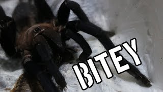 The Top 3 Most Bitey Spiders In My Collection Orphnaecus, Cyriopagopus And Lyrognathus