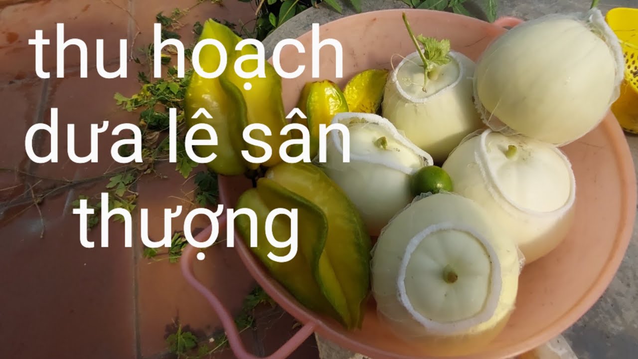Thu hoạch dưa lê trên sân thượng