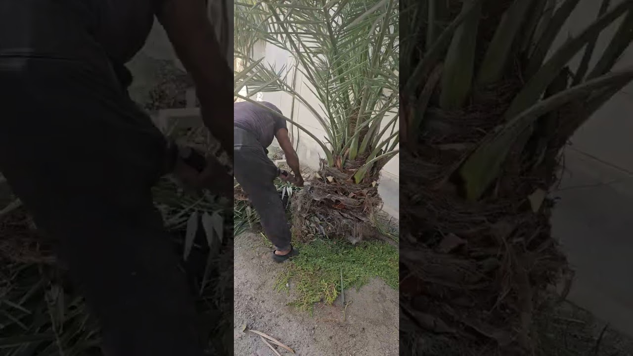 حسين الكربابادي النخلاوي طلب الاستفسار ٣٣٩٢٢٢١١