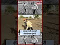 Jalgaon News | बैलजोडी पुरवडत नाही, म्हणून शेतकऱ्यांच्या दोन मुलांनी ओढले औत! | N18S