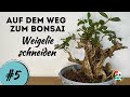 Weigelie schneiden - Bonsai schneiden - Holzhärter auftragen - Bonsai selber machen