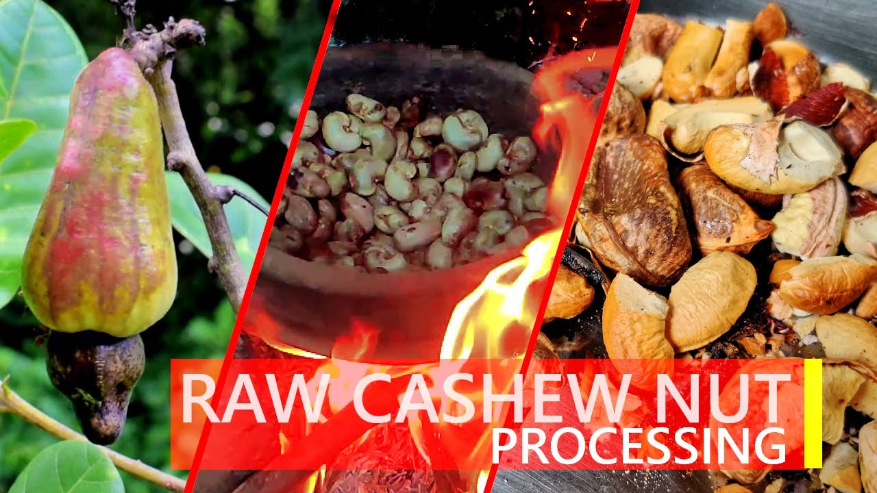 Raw Cashew Nut Processing at home കശുവണ്ടി പരിപ്പ് വീട്ടിൽ എങ്ങനെ