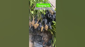 Cành quất chiết, quất giống thực tế em gửi đi cho khách liên hệ mua cành quất 0968214802