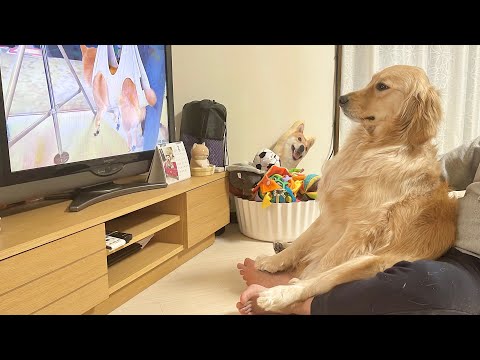 泣き叫ぶテレビの中の柴犬にも感情移入してしまうゴールデンレトリバーが可愛過ぎました...