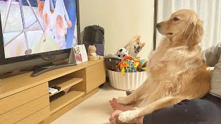 泣き叫ぶテレビの中の柴犬にも感情移入してしまうゴールデンレトリバーが可愛過ぎました...