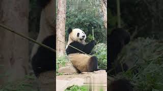 🐼请看熊家的的标准坐姿！Standard Sitting Posture Of A Giant Panda #Animal 【跟着图尔去旅行】