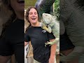 Got a friendly neighborhood Iguana all over me 🦎 all for this Banana 🍌