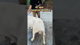 tukang Poto belajar bawa domba tangkas😱 #dombagarut #sheep #animals