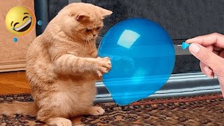 Funny Cats Popping Balloons Fail l Funniest Cats Video Compilation #6 l Pets SGlobal