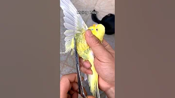 let birds be birds