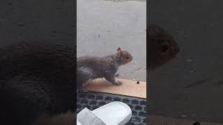Two  little Squirrels
