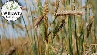 Ergot management tactics for the field and beyond | Wheat School