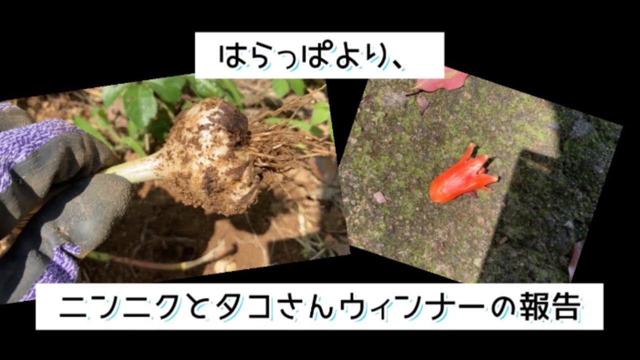 21 06 14 月 Youtube配信 ニンニクとタコさんウィンナーの報告 ニンニクの収穫とザクロの花 Npo法人スローソサエティ 21 06 14 月 Youtube配信 ニンニクとタコさんウィンナーの報告 ニンニクの収穫とザクロの花 Npo法人スローソサエティ