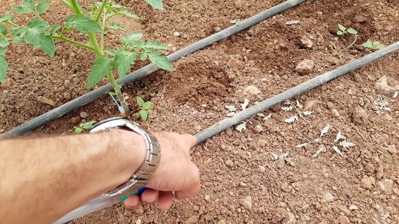 DOMATES AŞAMA- 2 Bitki Koruma ve Gübreleme