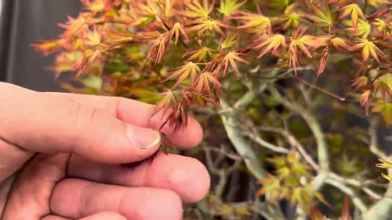 Japanese Maple Bonsai Pinching | Spring Growth Techniques for Perfect Ramification