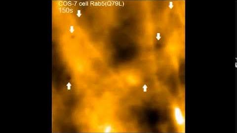 Scientific Reports : Long-tip high-speed atomic force microscopy for nanometer-scale imaging...