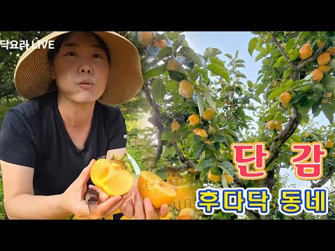 🔴 후다닥 동네에서 생산한 달고 맛있는 <strong>단감</strong>, 병영 <strong>단감</strong> 가격, 시세