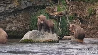 Katmai National Park, Riffles Cam. Bear mom 901 and her triplets. 08.24. 2023. Explore.org