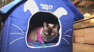 В Сочи четвероногих одевают в олимпийскую одежду (новости) В Сочи четвероногих одевают в олимпийскую одежду (новости)