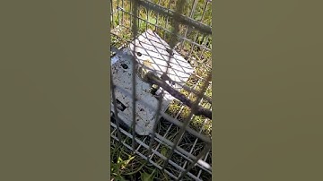 Gutter Runnah Squirrel Bait. #shorts #squirrel #trapper #bait #trapping