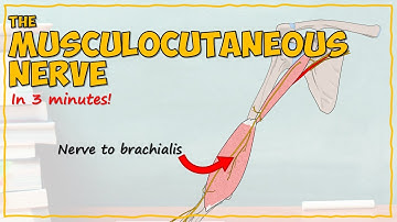 The Musculocutaneous Nerve