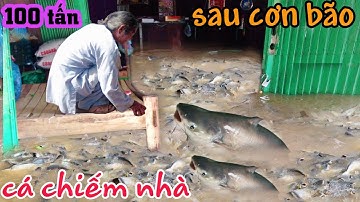 100 tấn cá chiếm nhà ông lão ở An Giang trú ngụ sau trận bão Noru