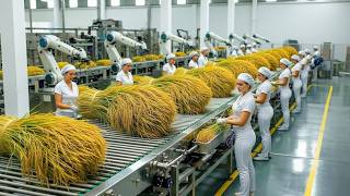 Inside a Modern Rice Factory – From Raw Paddy to Polished White Rice (Full Process)