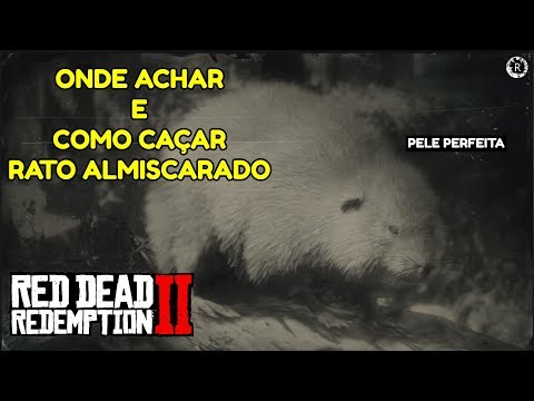 Vídeo: Como Pegar Um Rato Almiscarado