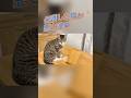 【保護した猫が悪さ連発】地震かと思ったら⋯#shorts