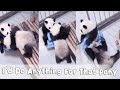 Pandas Fight For Favourite Toys Just Like Human Babies | iPanda