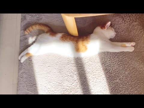 【金曜に夜更かし】週末の猫の過ごし方🐈weekend cat vlog🌼ENG - YouTube