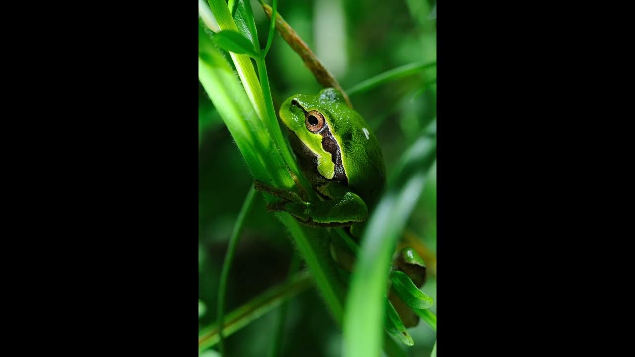 Głos godowy rzekotki drzewnej 🎧︎ . The european tree frog sound (Hyla