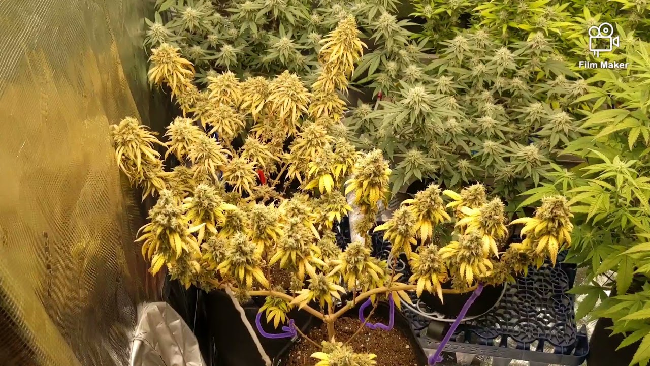 Divine Seeds Co. and Divine Grow Nutes Big Thanks To The People At Divine