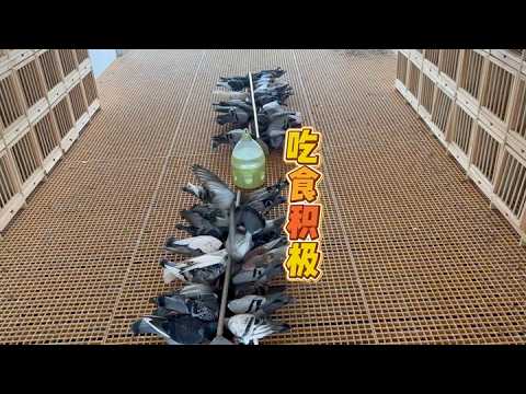 Does the herbal powder help pigeon droppings firm up? Let's find out. #birds #vlog #racingpigeon ...