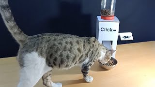 DIY CAT Food Dispenser from Cardboard at Home