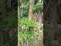 Bonsai Beringin Mikro (Ficus sp.) siap pajang 