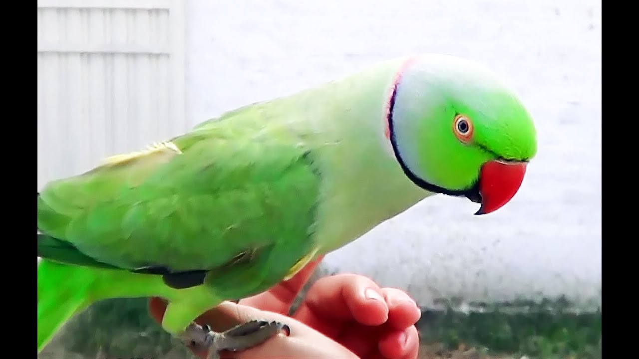 Indian Ringneck Parrot talking and whistling cute bird YouTube