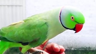 Indian Ringneck Parrot talking and whistling cute bird