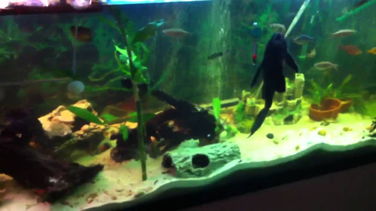 turtles and fish in same tank