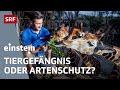 Wildnis vs. Tierpark: Braucht es noch Zoos? | Eine Woche Tierpfleger im Zoo Zürich | SRF Einstein